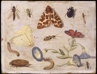 Insects